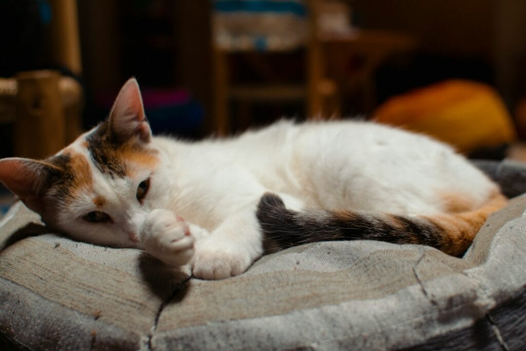 white and brown cat lying on gray textile