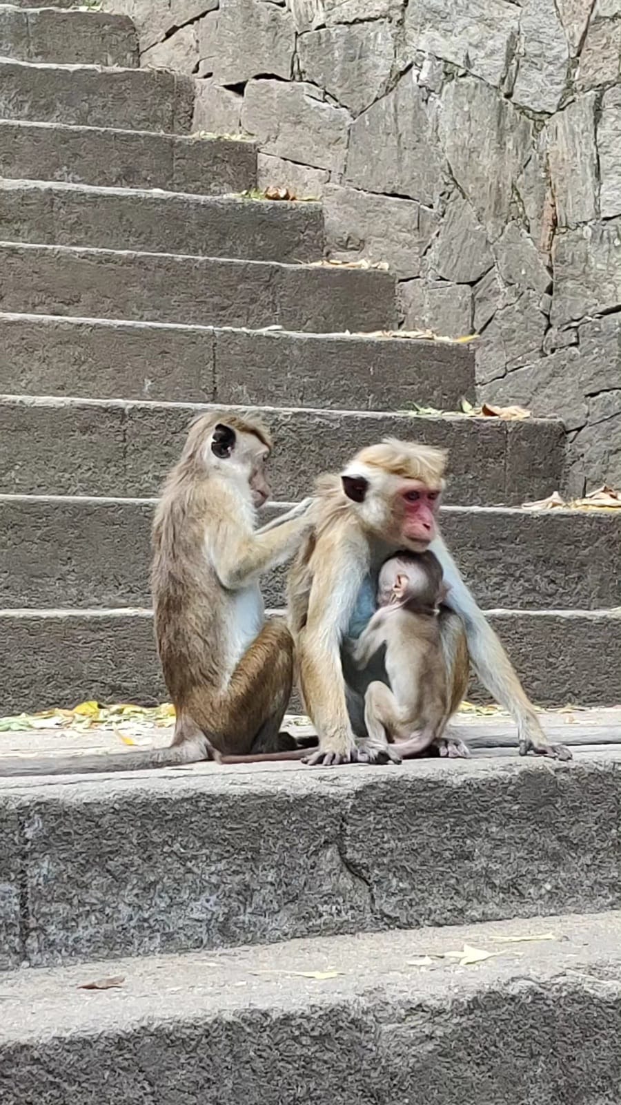 Toque macaque family grooming a baby on the Dambulla temple steps