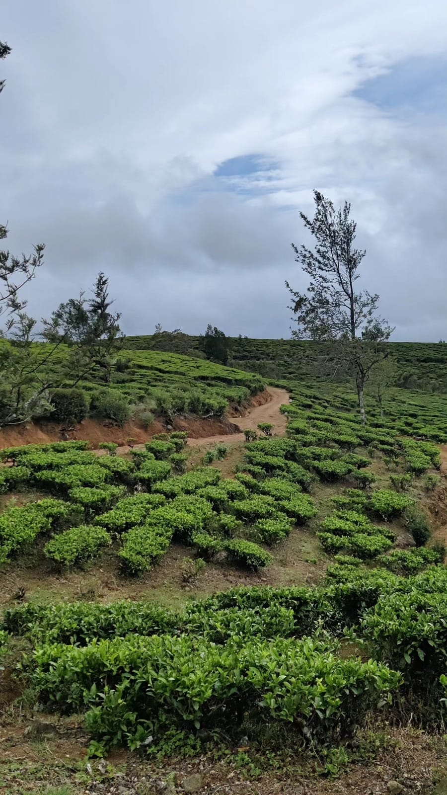 Trail winding through a tea plantation hillside on the Pekoe Trail near Nuwara Eliya