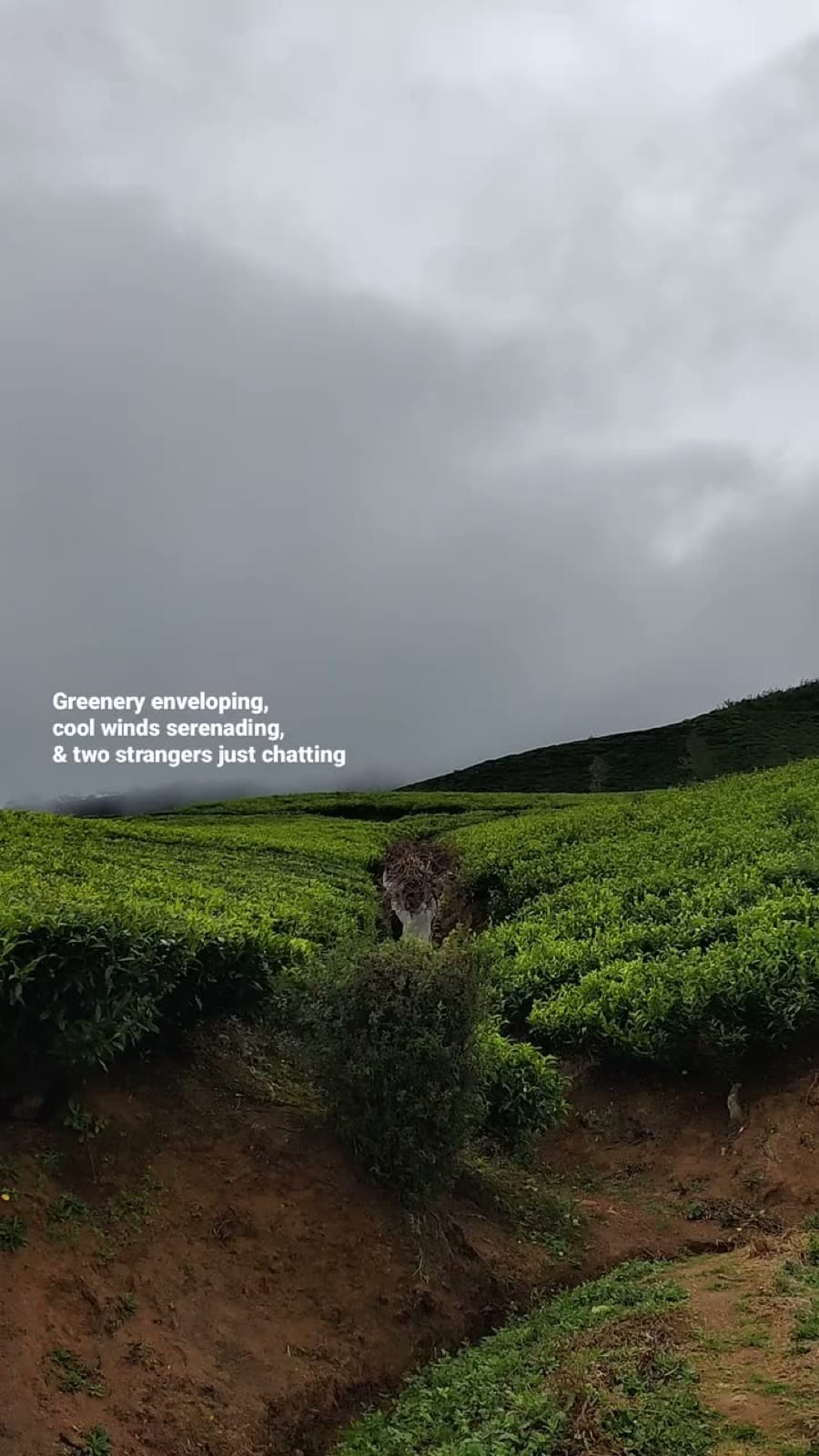 Misty green tea fields stretching over the hills in Nuwara Eliya
