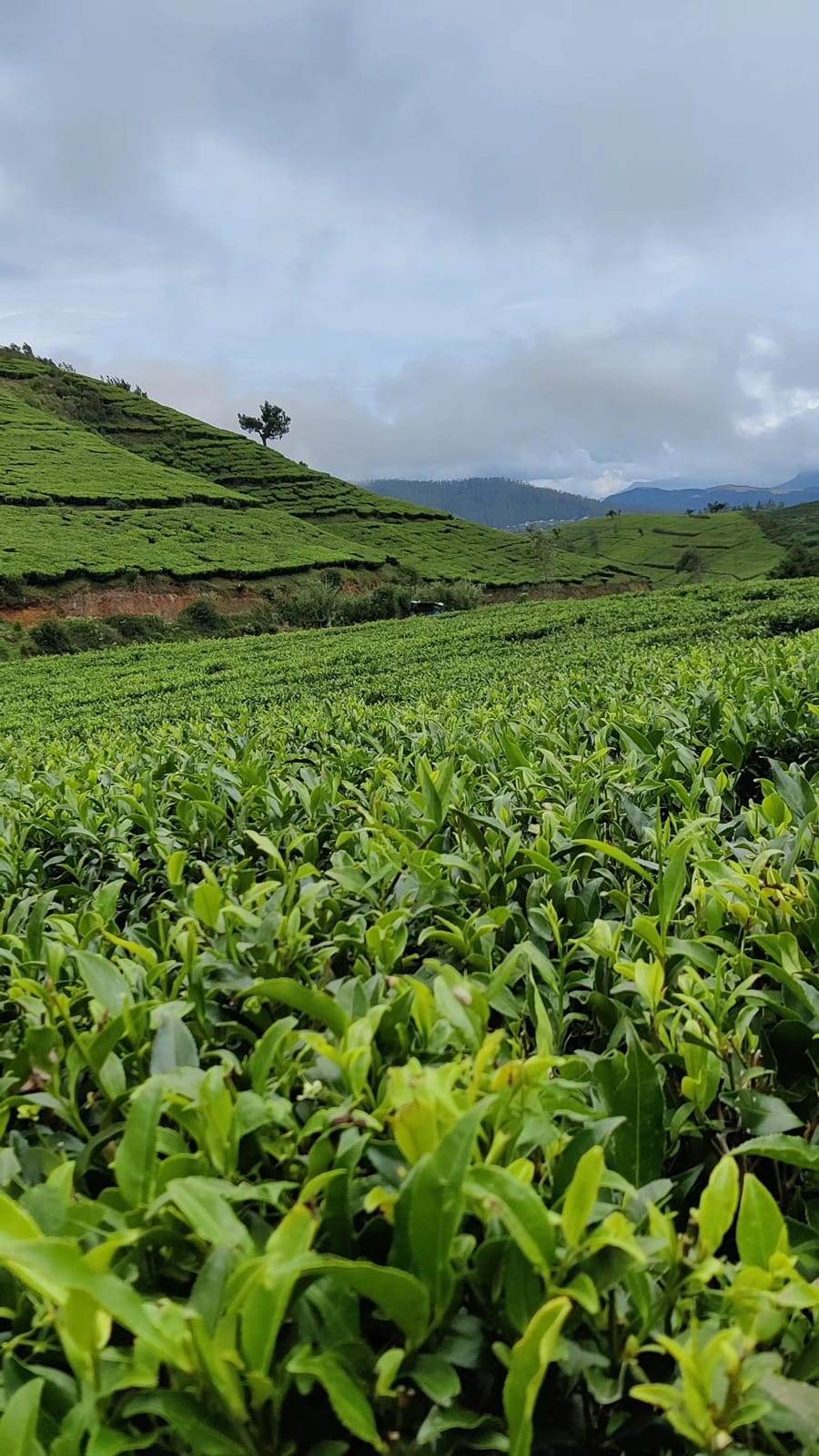 Fresh tea leaves in close-up with plantation hills rolling behind, Nuwara Eliya