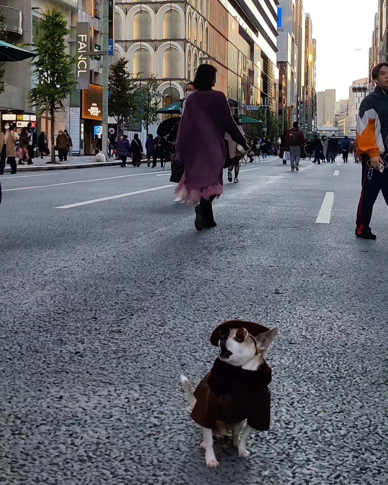 A small dog in a brown jacket sitting in the middle of Ginza's car-free shopping street