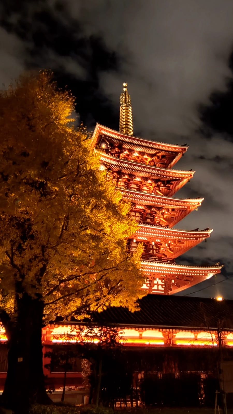 Senso-ji's five-story pagoda lit up at night beside a golden-lit ginkgo tree in Asakusa