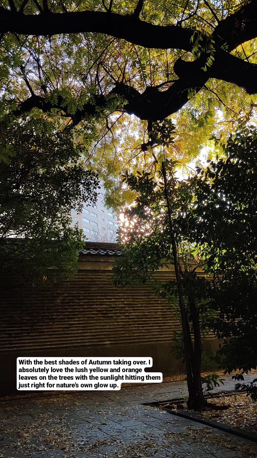 A flaming orange autumn tree rising over the dark bronze-roofed gate of Yushima Seido, the Confucius shrine in Tokyo