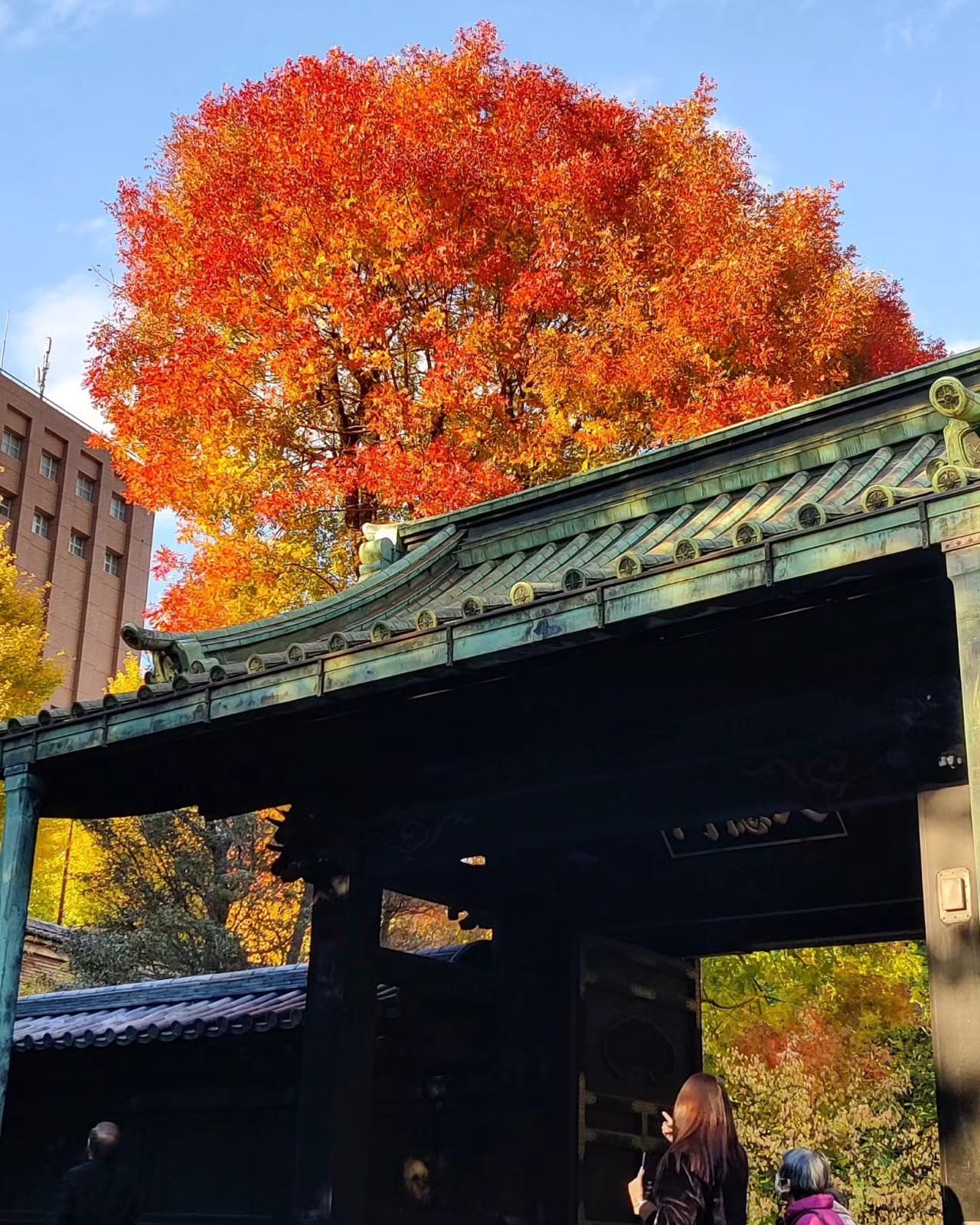 Brilliant red and orange autumn foliage above the black wooden gate of Yushima Seido shrine in Tokyo