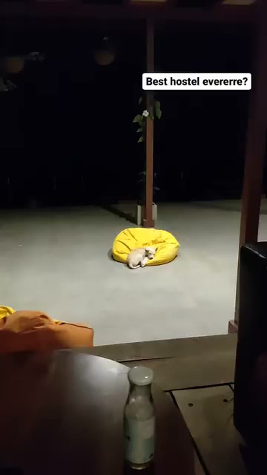 A small white dog curled up on a yellow beanbag on the patio of a hostel in Ella