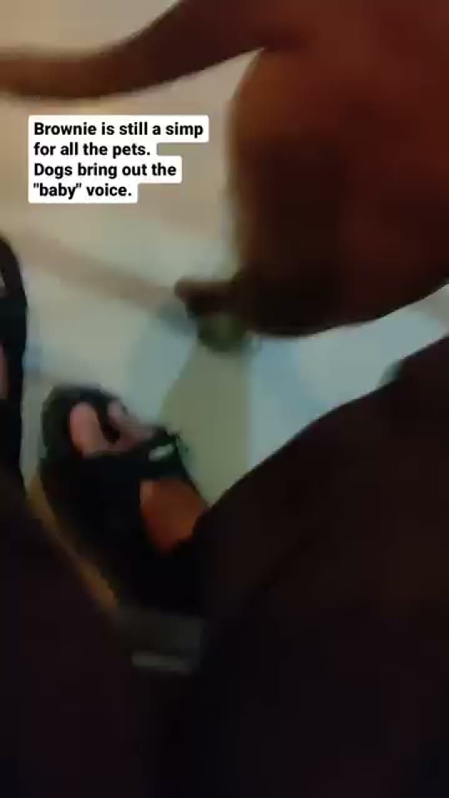Story frame of Brownie the dog getting pets