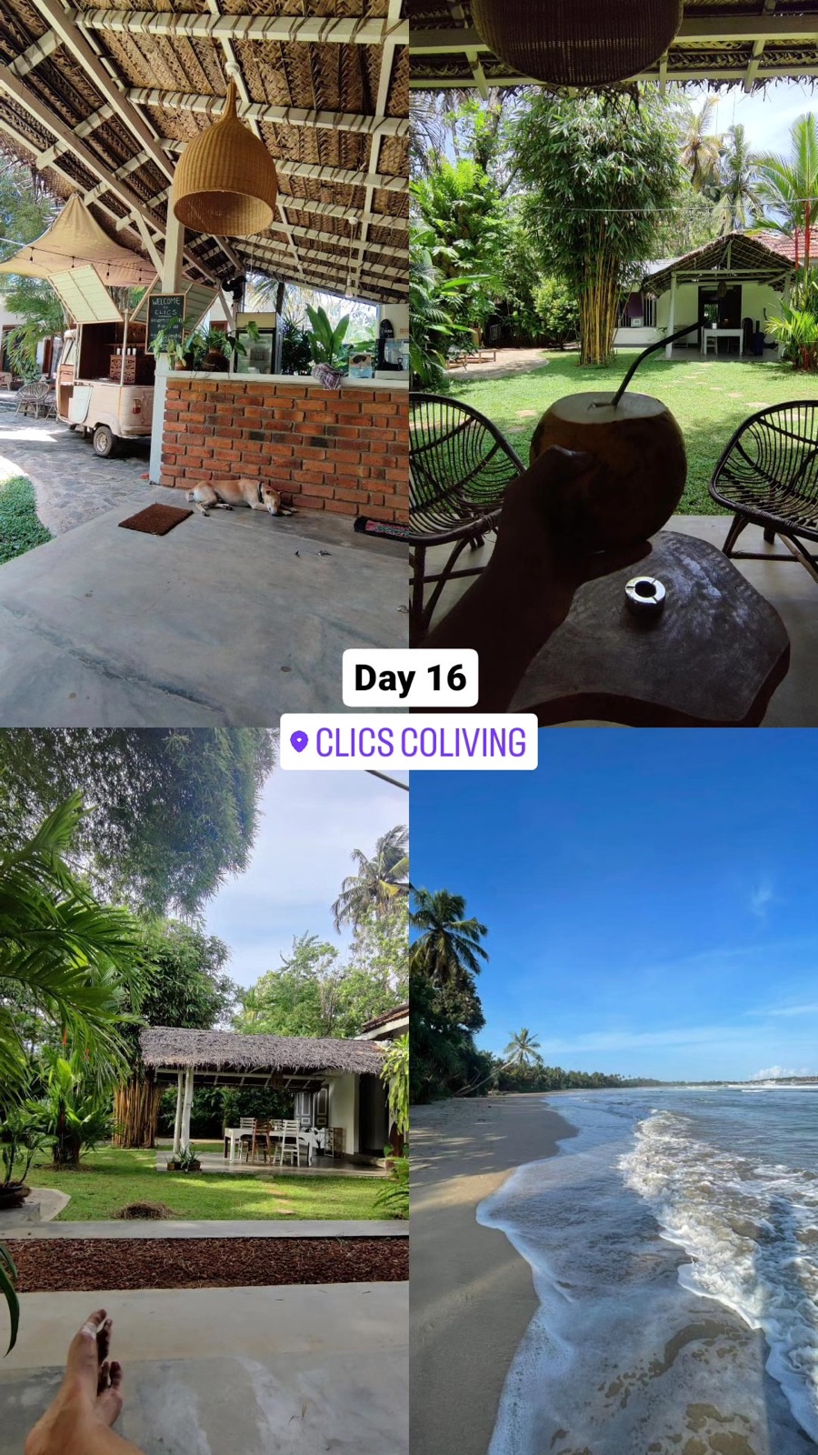 Day 16 story collage moving into CLICS Coliving: coconut, garden, beach two minutes away