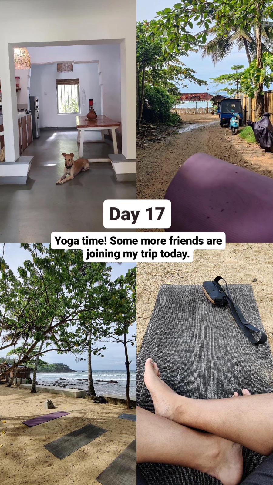 Day 17 story collage of yoga mats on Hiriketiya beach with the resident dog