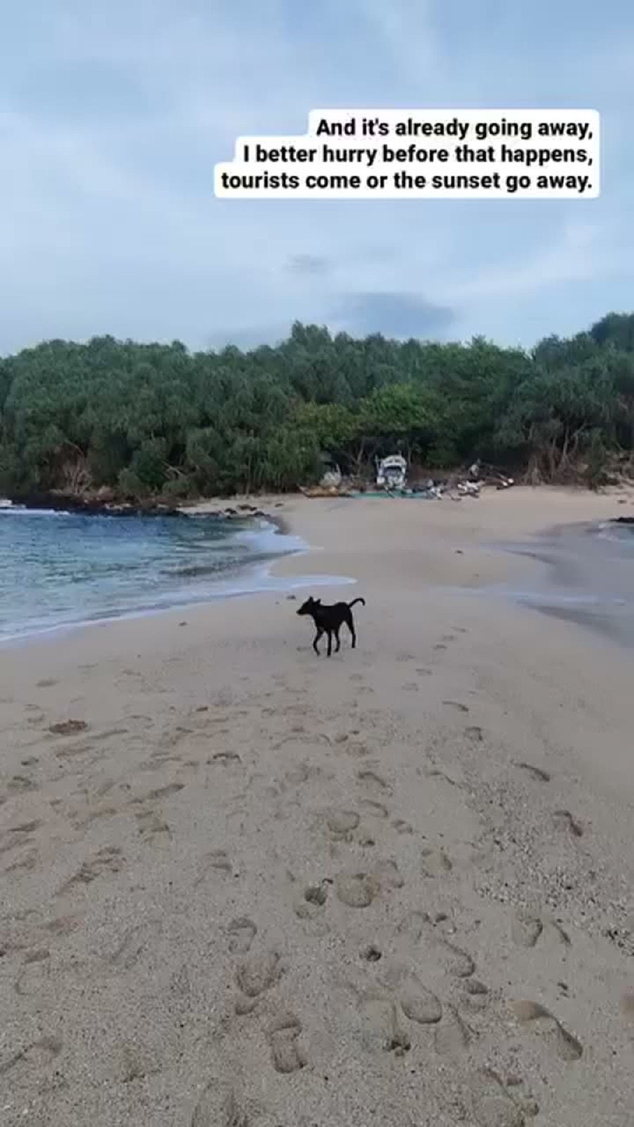Story frame of a dog on the sandbar beach, hurrying before the tide and the sunset