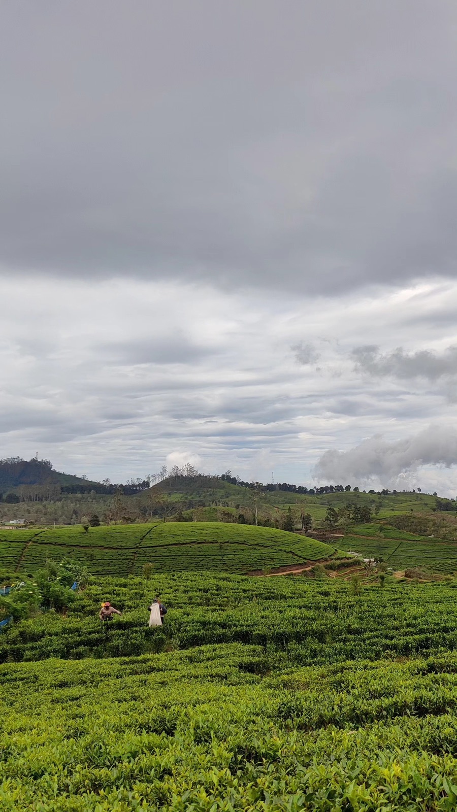 Storm clouds gathering over a tea estate while pluckers work the rows near Nuwara Eliya