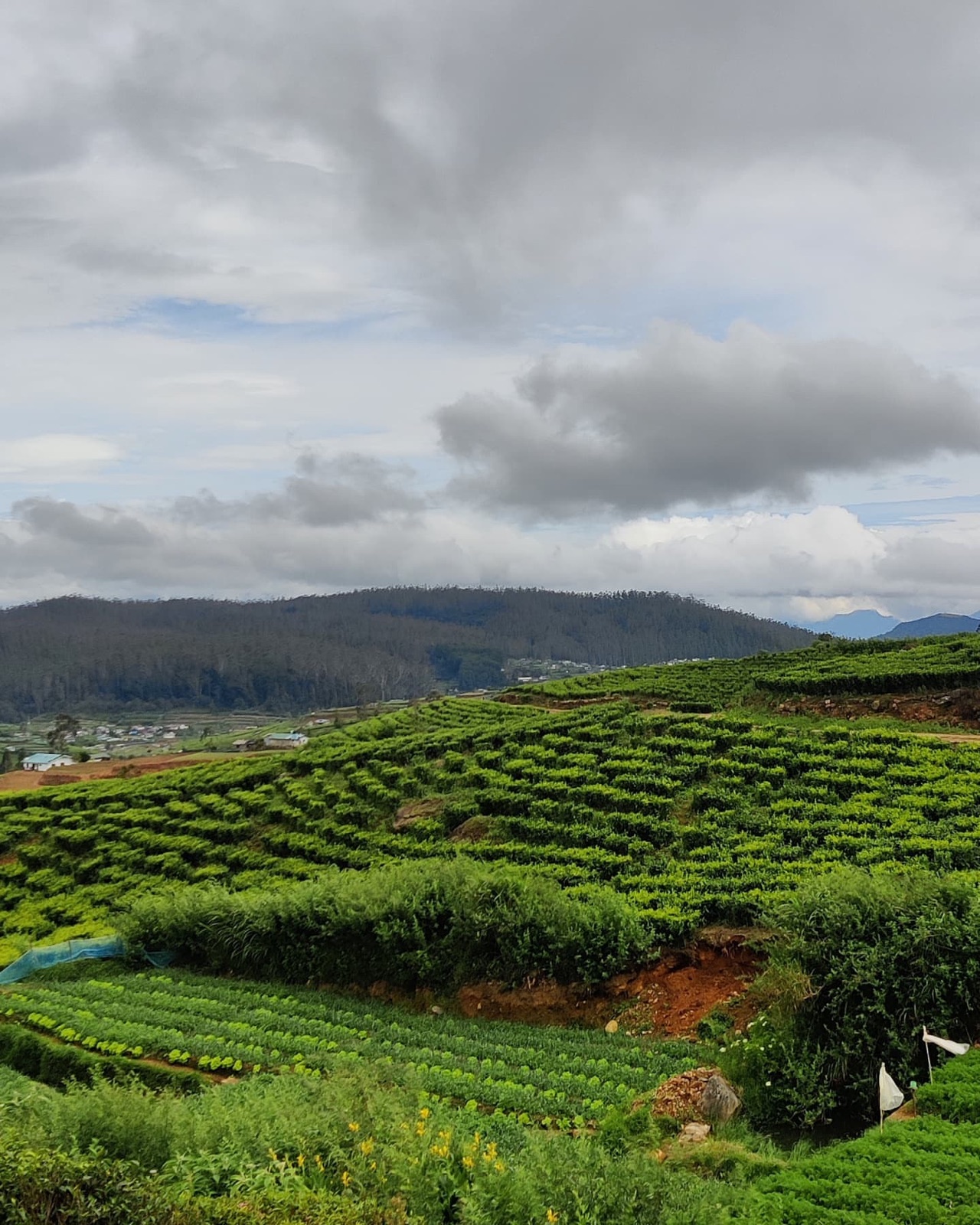 Tea bushes on top and vegetable terraces below on the hills around Nuwara Eliya