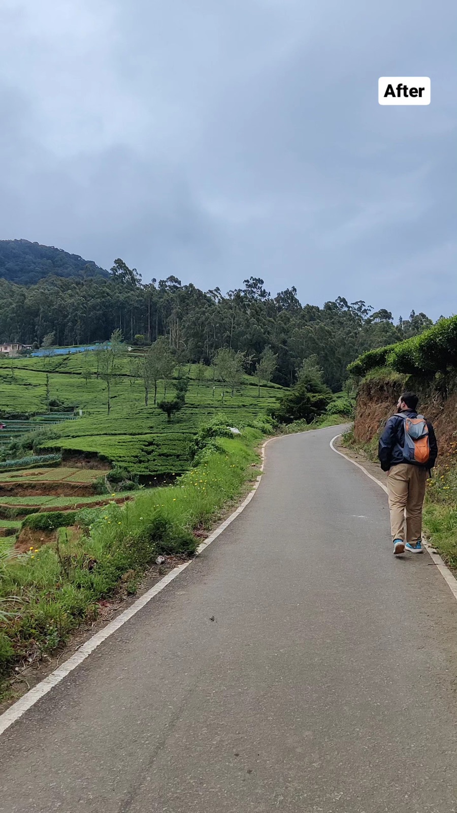 After: the same road through tea country, legs slightly humbled