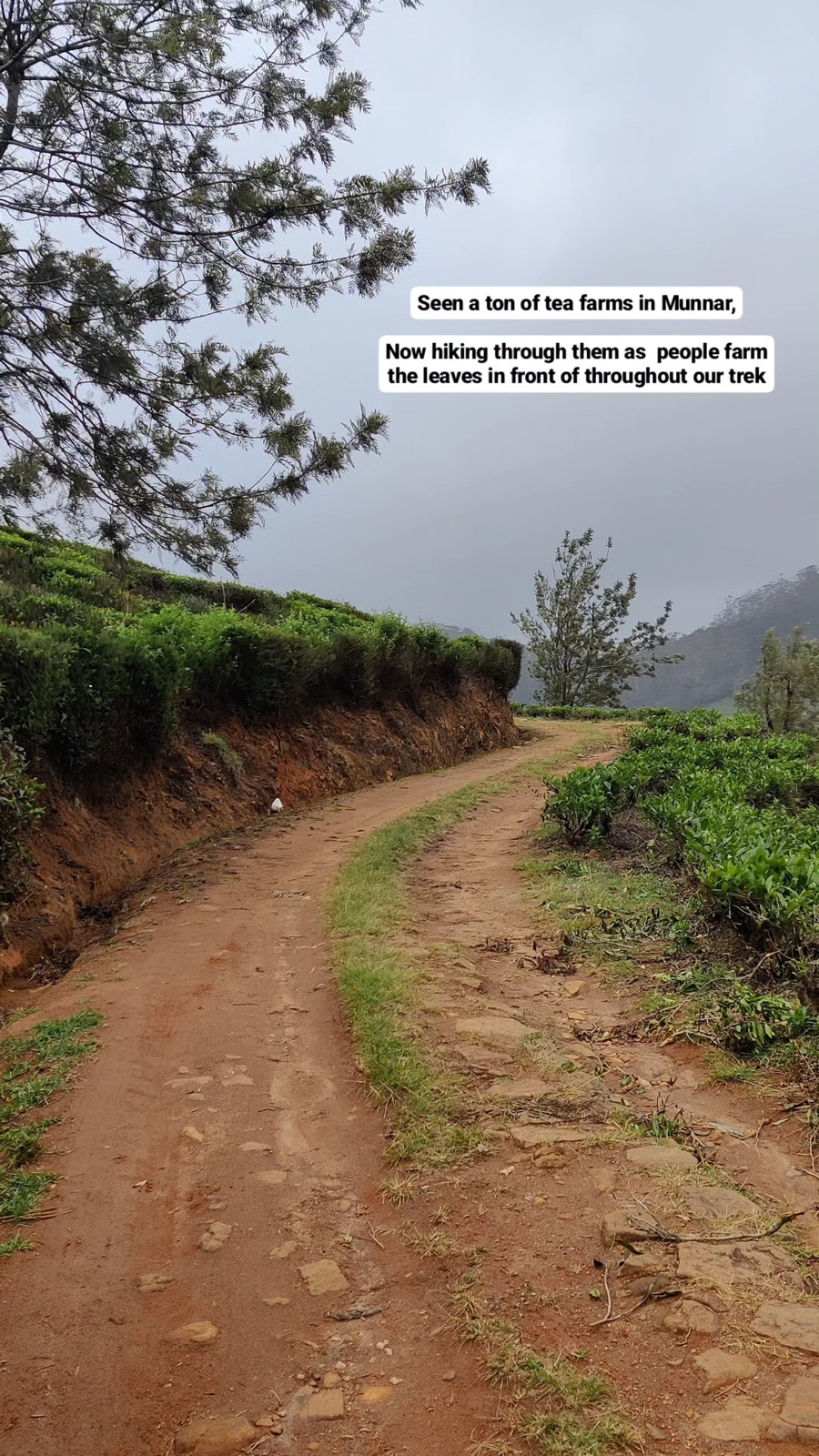 Dirt road through tea farms on the Pekoe Trail, compared to Munnar